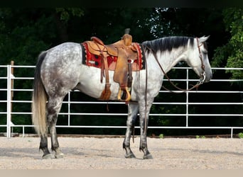 American Quarter Horse, Wallach, 7 Jahre, Schimmel