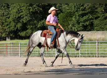 American Quarter Horse, Wallach, 7 Jahre, Schimmel