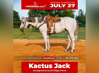 American Quarter Horse, Wallach, 7 Jahre, Schimmel