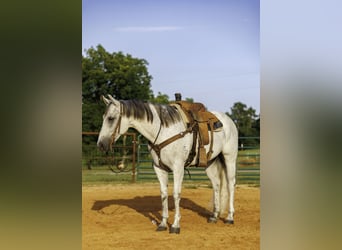 American Quarter Horse, Wallach, 7 Jahre, Schimmel