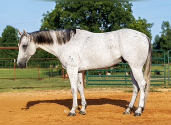 American Quarter Horse, Wallach, 7 Jahre, Schimmel