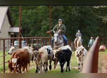 American Quarter Horse, Wallach, 7 Jahre, Schimmel