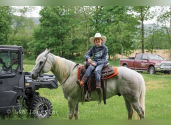 American Quarter Horse, Wallach, 7 Jahre, Schimmel