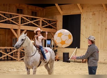 American Quarter Horse, Wallach, 7 Jahre, Schimmel