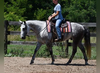 American Quarter Horse, Wallach, 7 Jahre, Schimmel