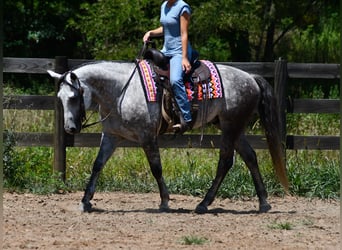 American Quarter Horse, Wallach, 7 Jahre, Schimmel