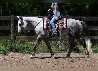 American Quarter Horse, Wallach, 7 Jahre, Schimmel