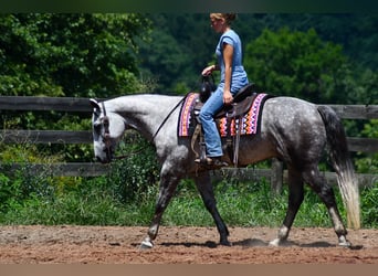 American Quarter Horse, Wallach, 7 Jahre, Schimmel