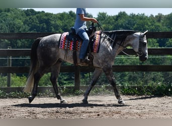 American Quarter Horse, Wallach, 7 Jahre, Schimmel