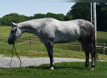 American Quarter Horse, Wallach, 7 Jahre, Schimmel