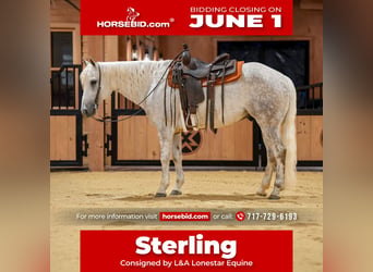 American Quarter Horse, Wallach, 7 Jahre, Schimmel