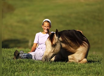 American Quarter Horse Mix, Wallach, 7 Jahre