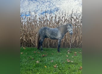 American Quarter Horse, Wallach, 8 Jahre, 122 cm, Apfelschimmel