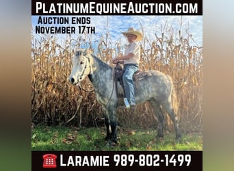 American Quarter Horse, Wallach, 8 Jahre, 122 cm, Apfelschimmel