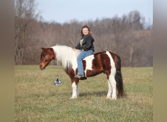 American Quarter Horse, Wallach, 8 Jahre, 123 cm, Tobiano-alle-Farben