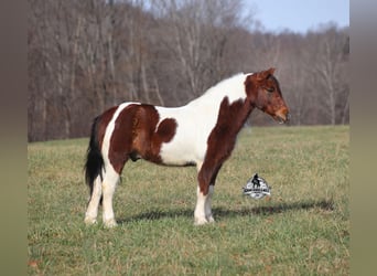American Quarter Horse, Wallach, 8 Jahre, 123 cm, Tobiano-alle-Farben