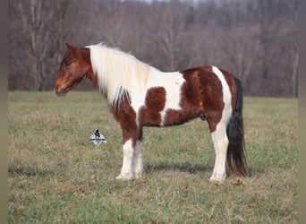 American Quarter Horse, Wallach, 8 Jahre, 123 cm, Tobiano-alle-Farben