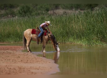 American Quarter Horse, Wallach, 8 Jahre, 132 cm, Buckskin