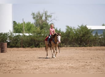 American Quarter Horse, Wallach, 8 Jahre, 132 cm, Buckskin
