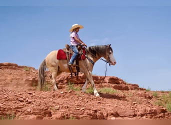 American Quarter Horse, Wallach, 8 Jahre, 132 cm, Buckskin