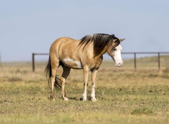 American Quarter Horse, Wallach, 8 Jahre, 132 cm, Buckskin