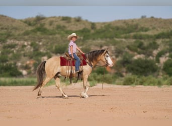 American Quarter Horse, Wallach, 8 Jahre, 132 cm, Buckskin