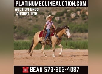 American Quarter Horse, Wallach, 8 Jahre, 132 cm, Buckskin
