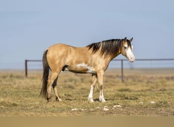 American Quarter Horse, Wallach, 8 Jahre, 132 cm, Buckskin