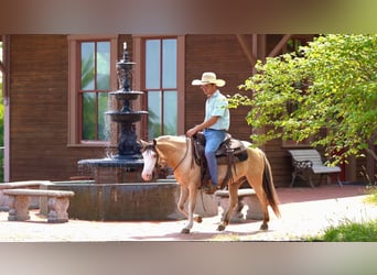 American Quarter Horse, Wallach, 8 Jahre, 132 cm, Buckskin
