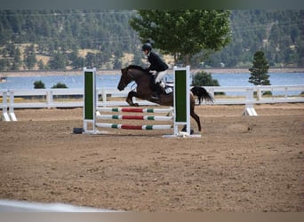 American Quarter Horse, Wallach, 8 Jahre, 132 cm, Roan-Red