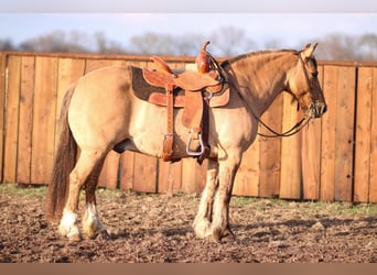 American Quarter Horse, Wallach, 8 Jahre, 140 cm, Falbe