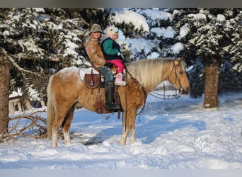 American Quarter Horse, Wallach, 8 Jahre, 140 cm, Palomino