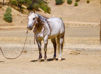 American Quarter Horse, Wallach, 8 Jahre, 142 cm, Apfelschimmel