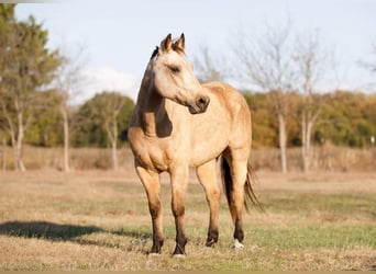 American Quarter Horse, Wallach, 8 Jahre, 142 cm, Buckskin