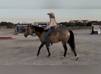American Quarter Horse, Wallach, 8 Jahre, 142 cm, Buckskin