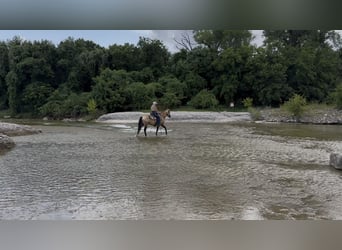 American Quarter Horse, Wallach, 8 Jahre, 142 cm, Buckskin