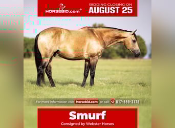 American Quarter Horse, Wallach, 8 Jahre, 142 cm, Buckskin