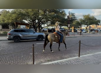 American Quarter Horse, Wallach, 8 Jahre, 142 cm, Buckskin