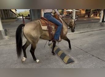American Quarter Horse, Wallach, 8 Jahre, 142 cm, Buckskin