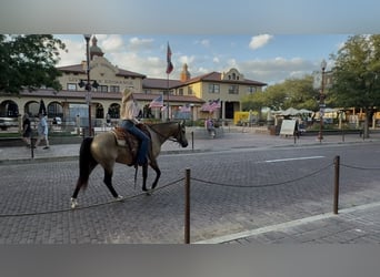 American Quarter Horse, Wallach, 8 Jahre, 142 cm, Buckskin