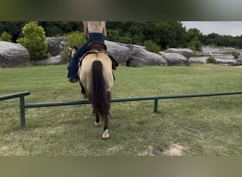 American Quarter Horse, Wallach, 8 Jahre, 142 cm, Buckskin