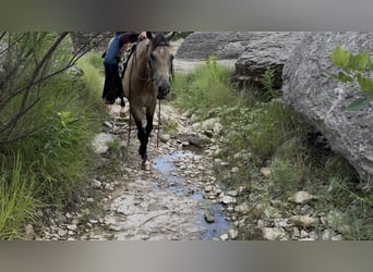 American Quarter Horse, Wallach, 8 Jahre, 142 cm, Buckskin