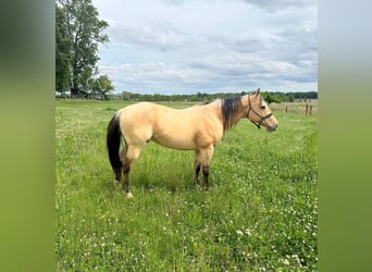 American Quarter Horse, Wallach, 8 Jahre, 142 cm, Buckskin