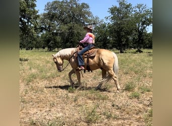 American Quarter Horse, Wallach, 8 Jahre, 142 cm, Palomino