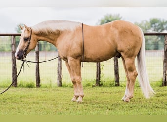 American Quarter Horse, Wallach, 8 Jahre, 142 cm, Palomino