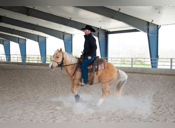 American Quarter Horse, Wallach, 8 Jahre, 142 cm, Palomino