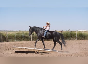 American Quarter Horse, Wallach, 8 Jahre, 142 cm, Rappe