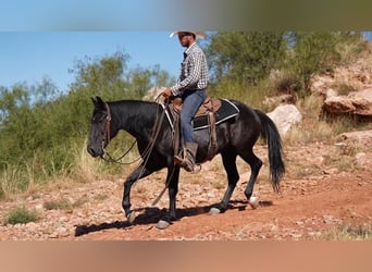 American Quarter Horse, Wallach, 8 Jahre, 142 cm, Rappe