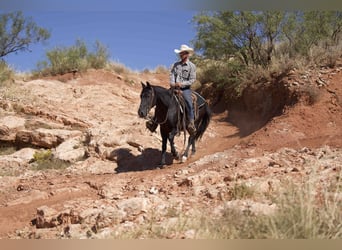 American Quarter Horse, Wallach, 8 Jahre, 142 cm, Rappe