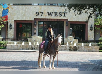 American Quarter Horse, Wallach, 8 Jahre, 142 cm, Roan-Blue